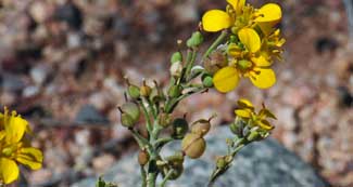 Physaria gordonii, Gordons' Bladderpod, Southwest Desert Flora